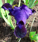 Iris - Vilkdalgis - Velvet caper
